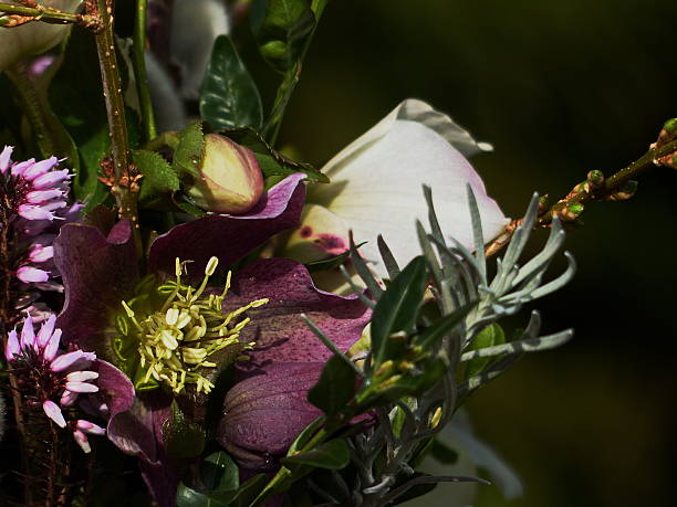 todo o nosso pequeno lago-helleborus orientalis'ballard hybrids'. - schneerose imagens e fotografias de stock