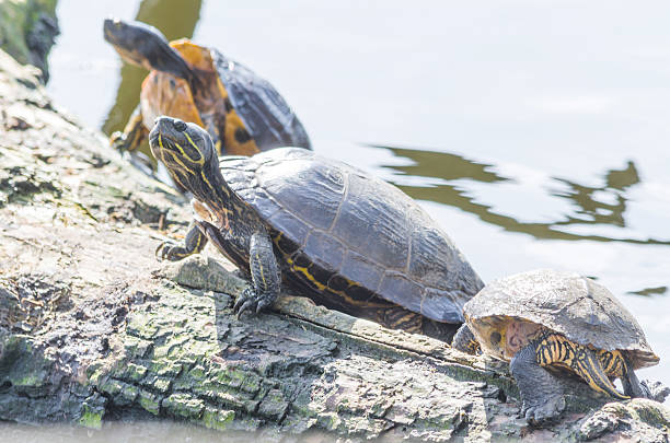 tortues aquatique - turtle photos et images de collection