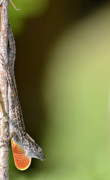 istock Anole Lizard On A Plant Twig 469679478