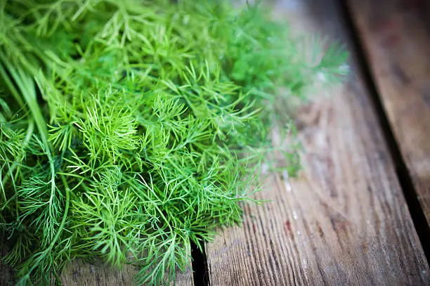 Fresh dill on rustic wooden table