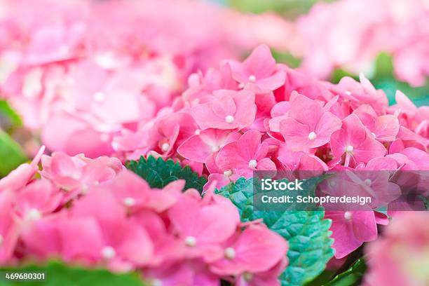 Pink Hydrangea Stock Photo - Download Image Now - Atlantic Islands, Azores, Backgrounds