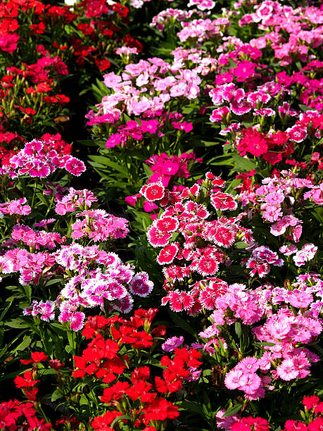 istock beautiful colorful flowers 469680467
