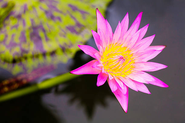 lotus kwiaty abloom - abloom zdjęcia i obrazy z banku zdjęć