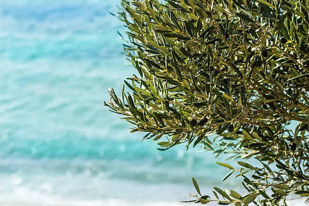 Olive tree with fruits at sea shore on sunny day; Anzaac cove point at Gallipoli peninsulla in Turkey;