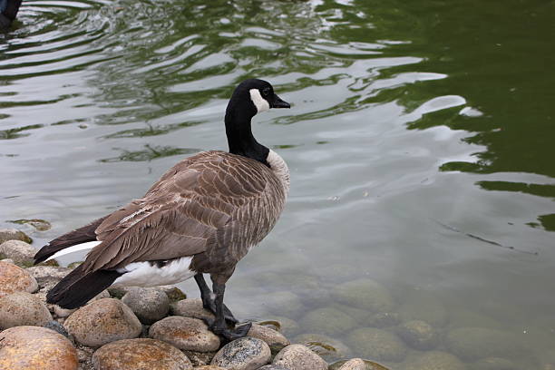 istock Canadian goose on water's edge 469682406