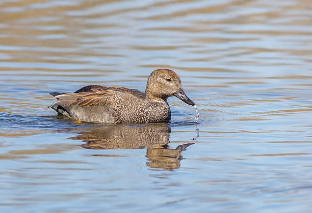 istock Male of gadwall (Anas strepera) 469682492