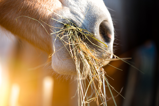 Horse comer hierba photo