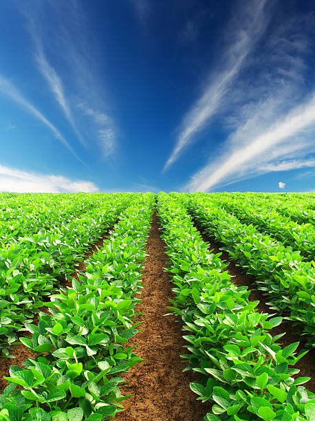 istock Agricultural landscape 469684183