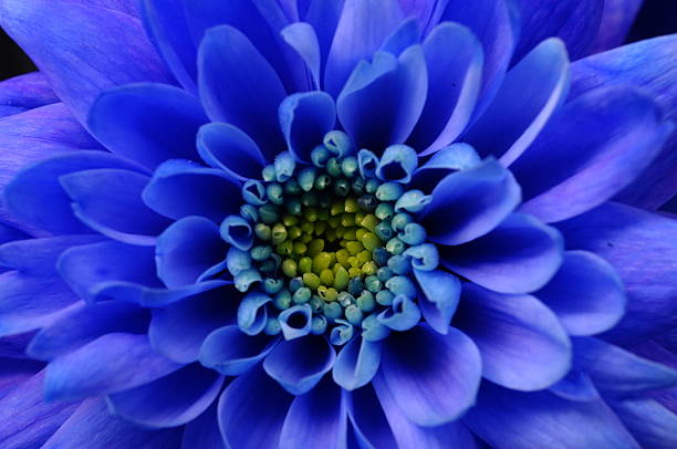 istock Macro of blue aster flower 469684557