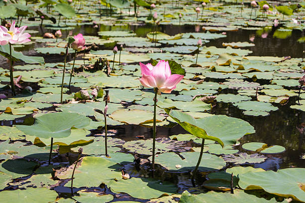 istock pink lotus flowers 469685278