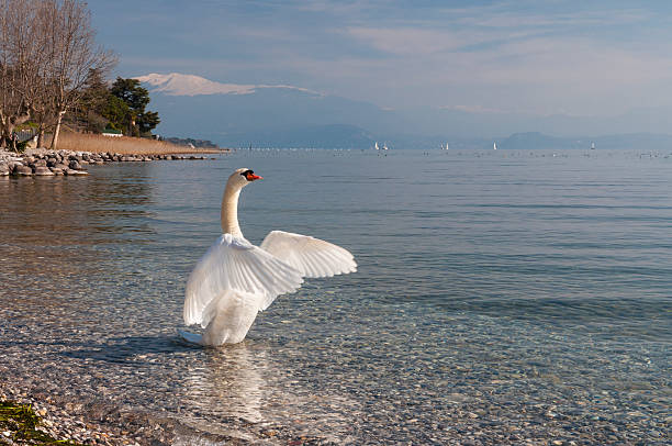 Lake Garda Landscape, with a Swan, captured on the morning near Padenghe sul Garda, Brescia, Italy. Taken on March 8th, 2015.