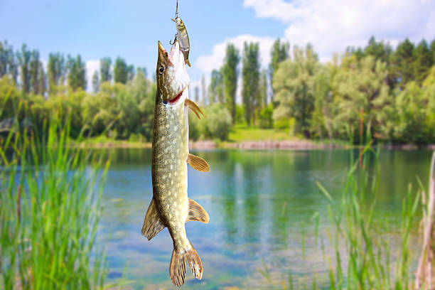 istock Pike fish on the background of river landscape 469685788