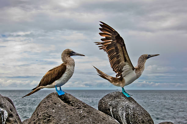 sula piediazzurri - galapagos islands bird booby ecuador foto e immagini stock