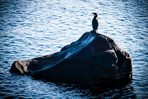 cormorant hunting for food on the sea