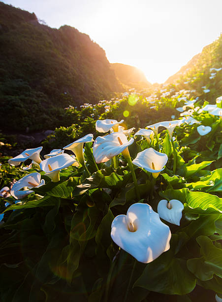 istock Wild Calla Lilly on Californai coast 469685860