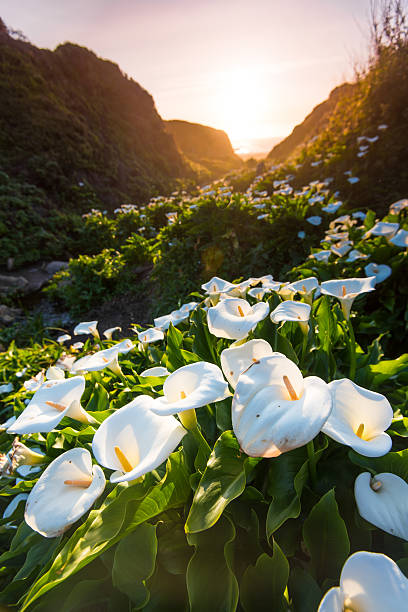 istock Wild Calla Lilly on Californai coast 469685862