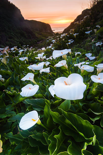 istock Wild Calla Lilly on Californai coast 469685878