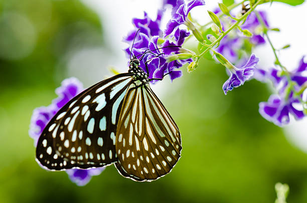 istock Close up Blue Tiger butterfly or Tirumala hamata 469686032