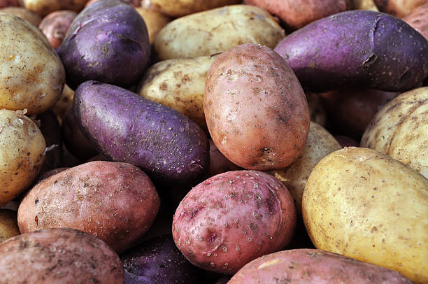 istock different potatoes after the harvesting 469686034