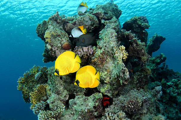 istock Masked Butterfly Fish on coral reef. 469689087