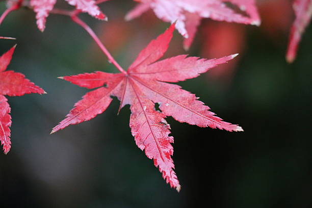 Autumn Leaf stock photo