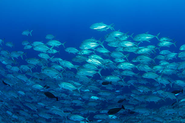 istock School of Jack fish - Palau 469689290