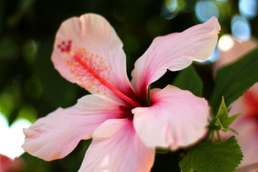 Hibiscus flower, horizonal