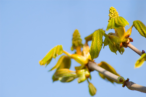 Spring tree branch on a background of green forest.