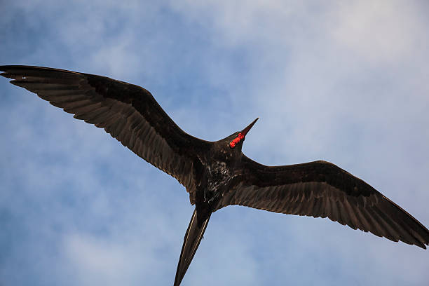 istock Magnificent frigatebird (Fregata magnificens) flies 469692094