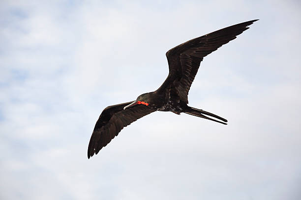 istock Magnificent frigatebird (Fregata magnificens) flies 469692104