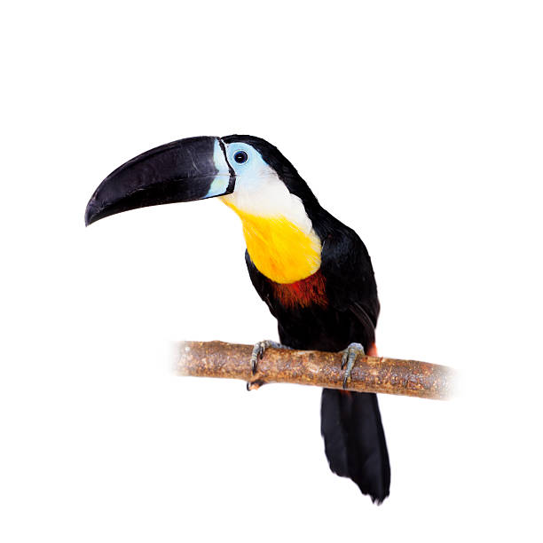 istock Channel-billed toucan isolated on white 469692522