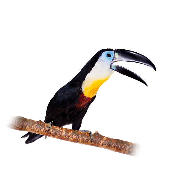 istock Channel-billed toucan isolated on white 469692674