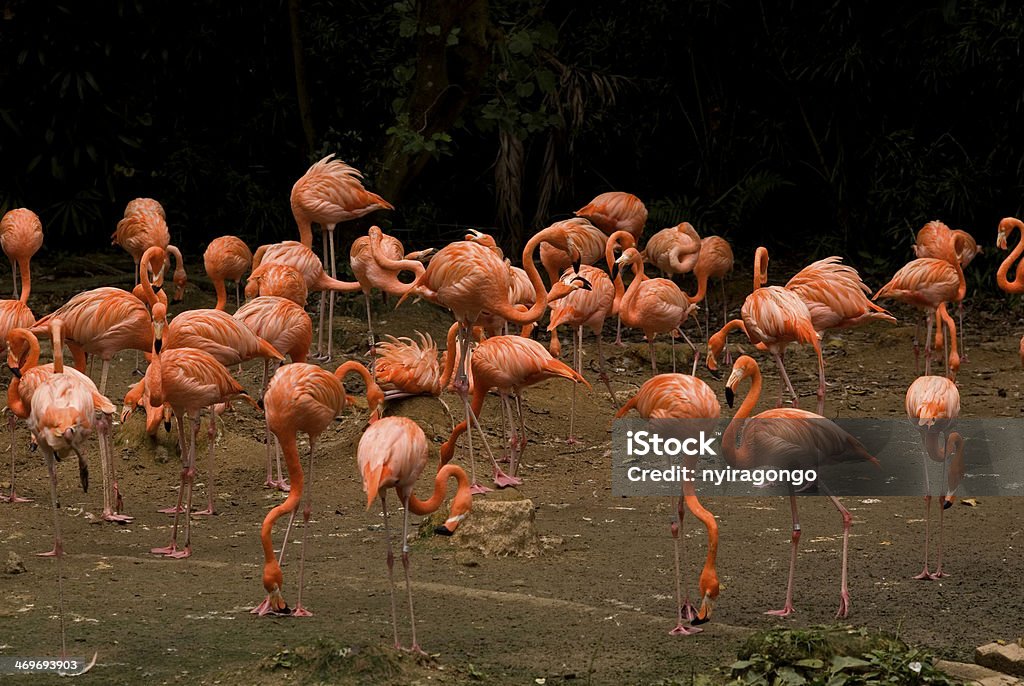 Flamingos, Singapore Flamingos in Singapore. Africa Stock Photo