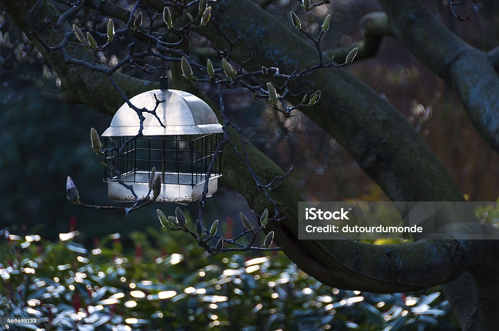 Birdfeeder in a tree Birdfeeder hanged in a tree Animal Wildlife Stock Photo