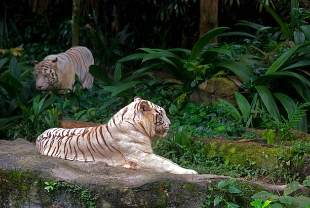 istock White tigers, Singapore 469695553