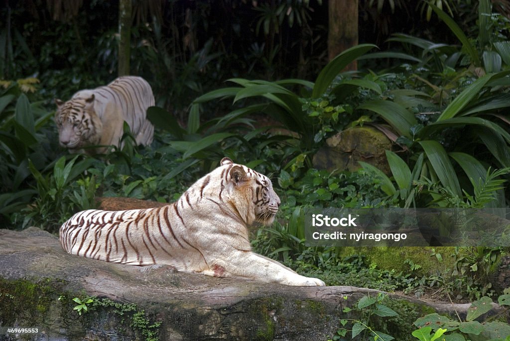 Tigres brancos, Singapura - Royalty-free Agressão Foto de stock
