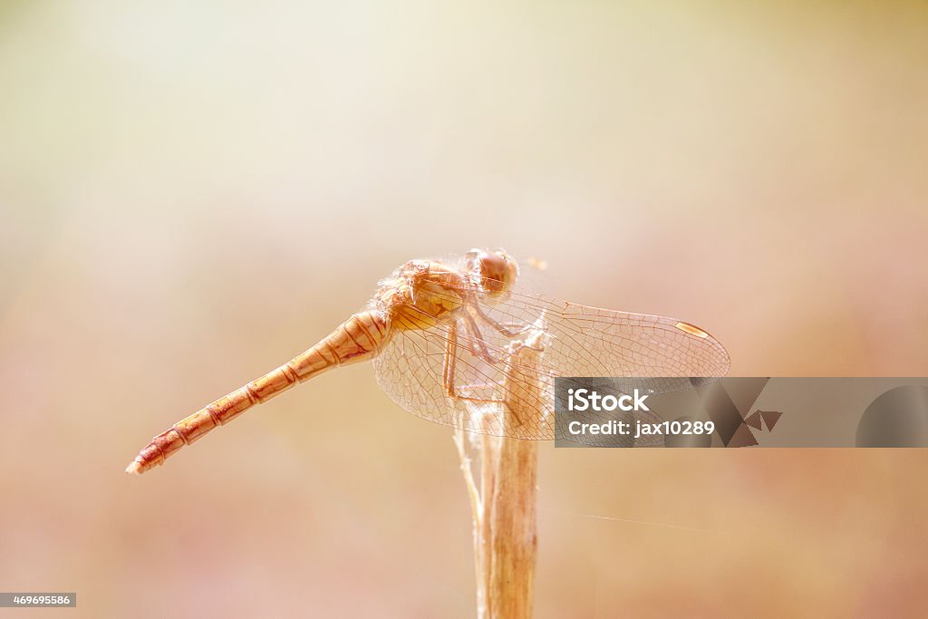 Damsel Fly Female Common Darter resting on a twig in the early morning light. Golden light effects. Selective Focus. Focus on Foreground. Close Up. 2015 Stock Photo