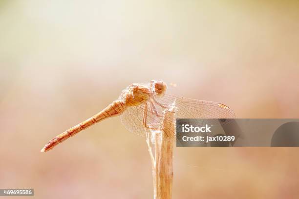 Damsel Fly Stock Photo - Download Image Now - 2015, Animal, Animal Wildlife