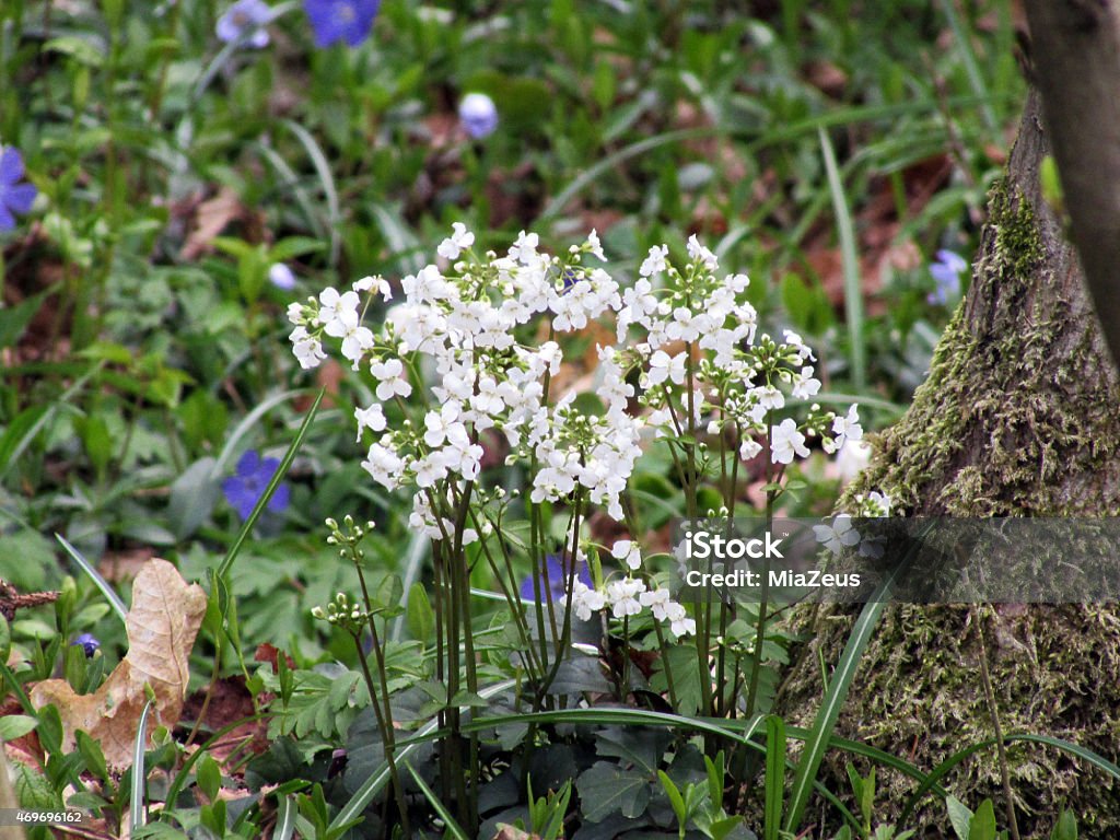 Cardamine trifolia Cardamine trifolia  is an attractive, evergreen groundcover for the shade. This little charmer has three palmate, dark green leaflets that rise to about 6 inches and are topped in spring with short spikes of small white cupped flowers. 2015 Stock Photo