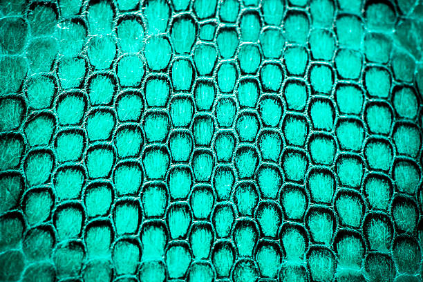 istock Real snake skin background, macro shot 469696668