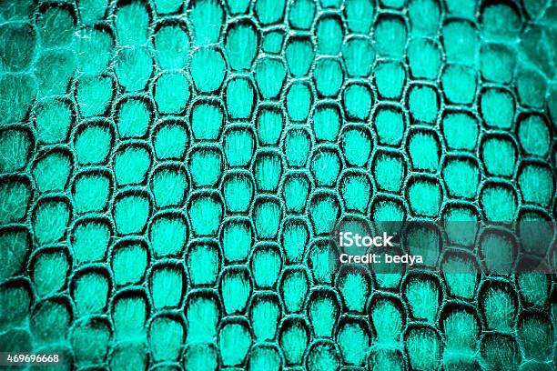 Real Snake Skin Background Macro Shot Stock Photo - Download Image Now - 2015, Abstract, Animal Body Part