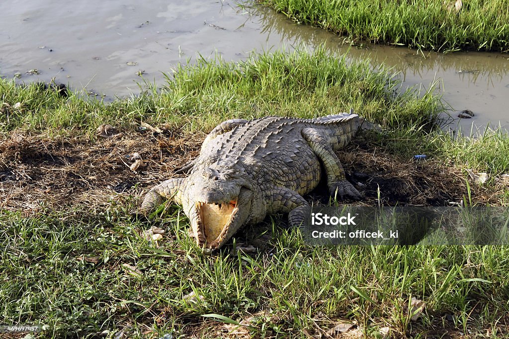 Crocodilo selvagem, África - Royalty-free Agressão Foto de stock