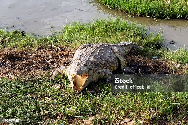 Crocodilo Selvagem África - Fotografias de stock e mais imagens de Agressão - Agressão, Aligátor, Animal