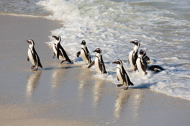 pinguim africano na praia boulder na áfrica do sul - south africa coastline sea wave imagens e fotografias de stock