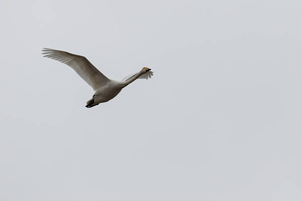 Whooper swan up in the sky stock photo