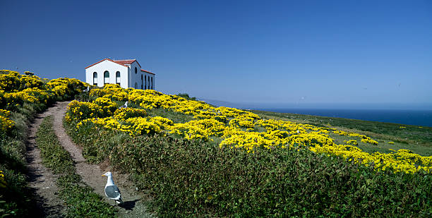 Giant coreopsis Wildflowers along the Point Dume trail in Malibu California