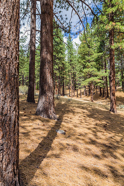 istock Vertical shot of Jeffrey Pine trees and their shadows, Nevada 469700272