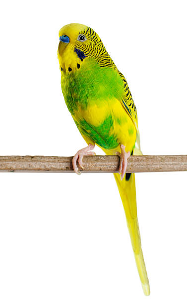 Budgerigar. Parrot. Budgerigar. Parrot on white background. budgerigar stock pictures, royalty-free photos & images