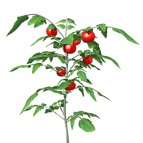 Tomato Plant 3d illustration of a tomato plant tomato plant stock pictures, royalty-free photos & images