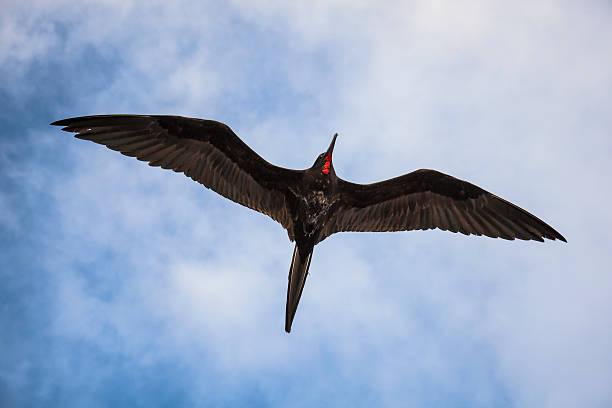 istock Magnificent frigatebird (Fregata magnificens) flies 469700822